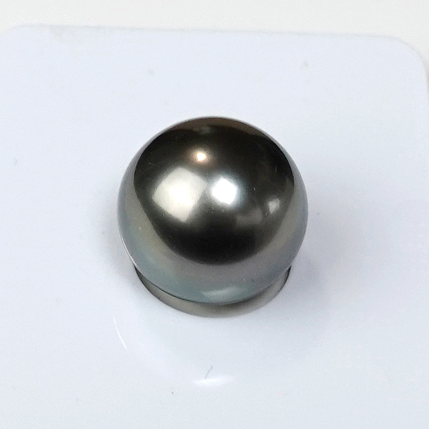 【特別価格】黒蝶真珠花珠ルース【BlackLip花珠ルース11.6mm】片穴 【真珠総合研究所・黒蝶真珠鑑別書付】